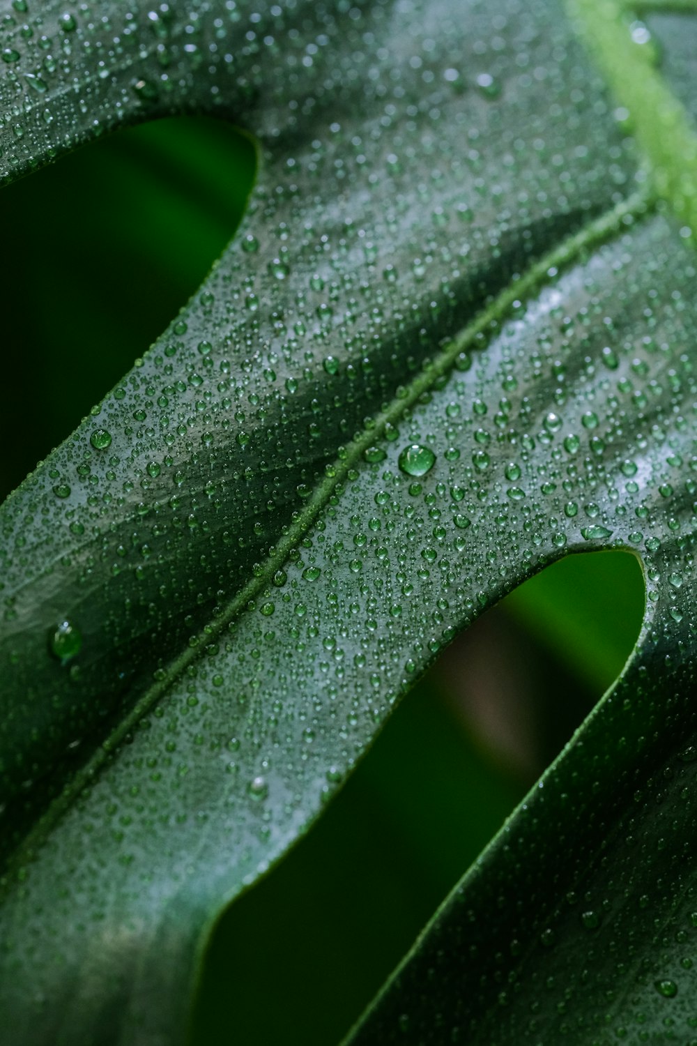 goccioline d'acqua su foglia verde