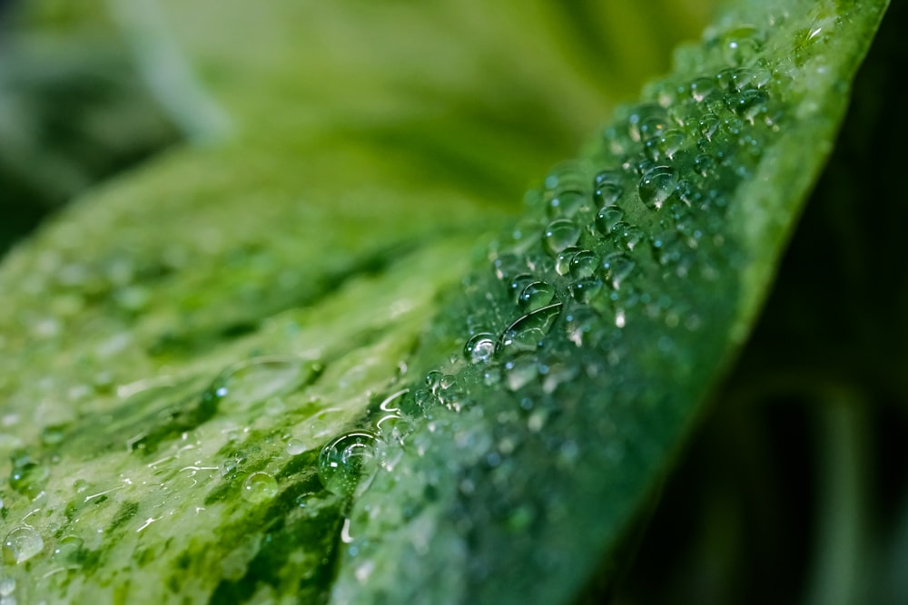 green leaf with water droplets