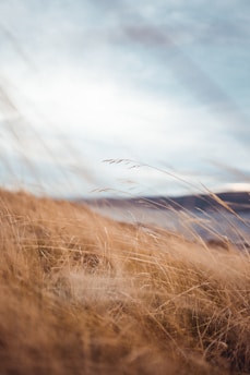 brown grass field under blue sky during daytime