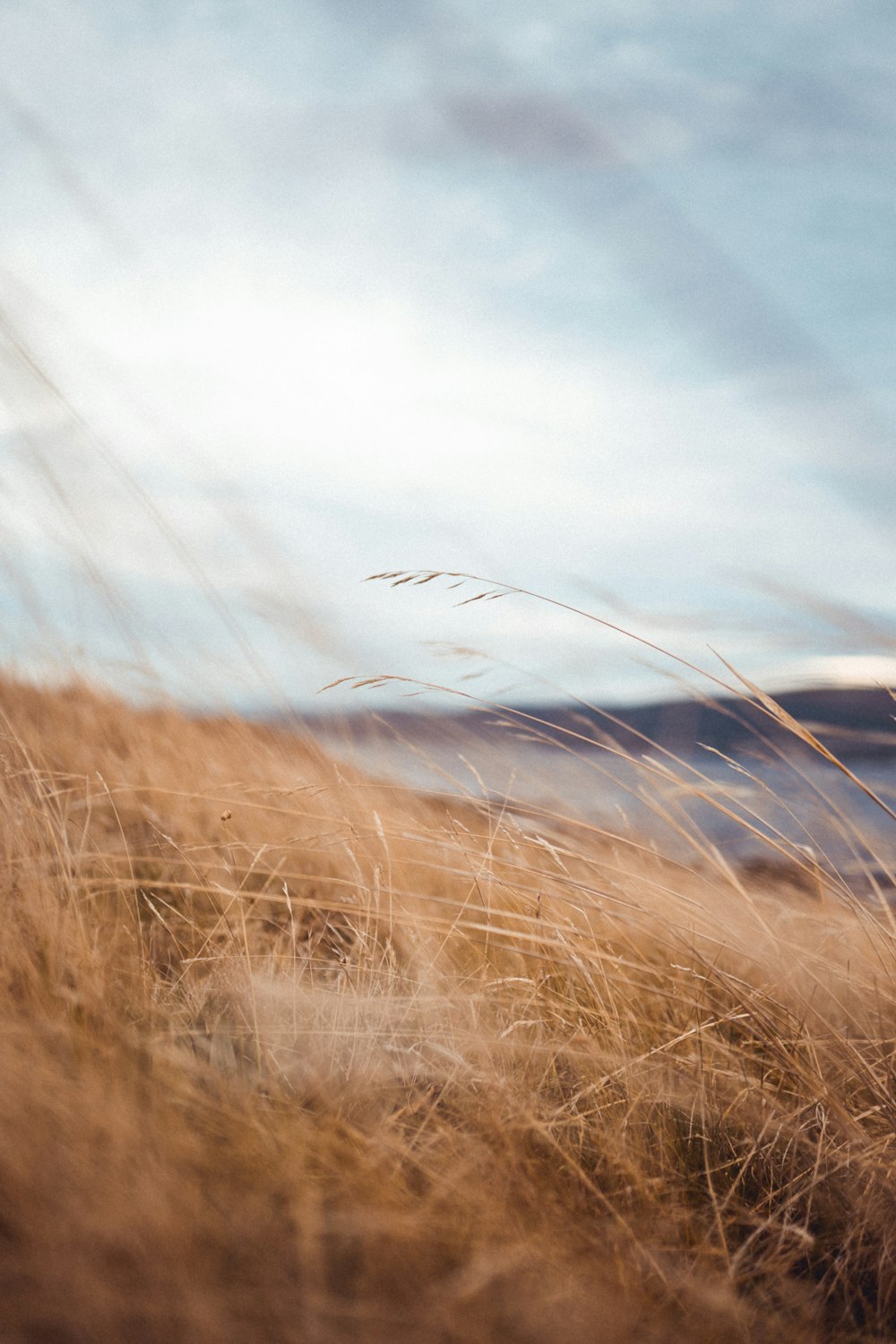 brown grass field under blue sky during daytime