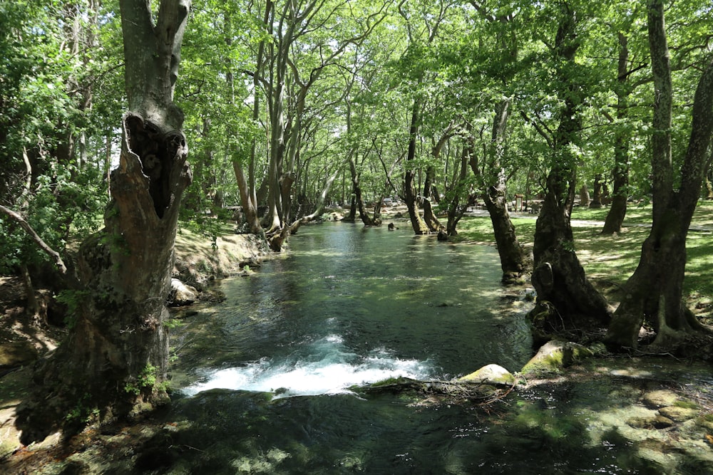 green trees beside river during daytime