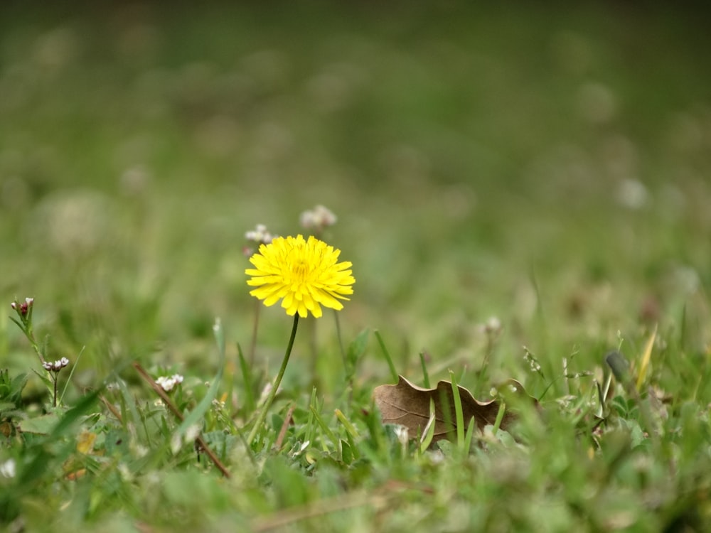 yellow flower on green grass during daytime