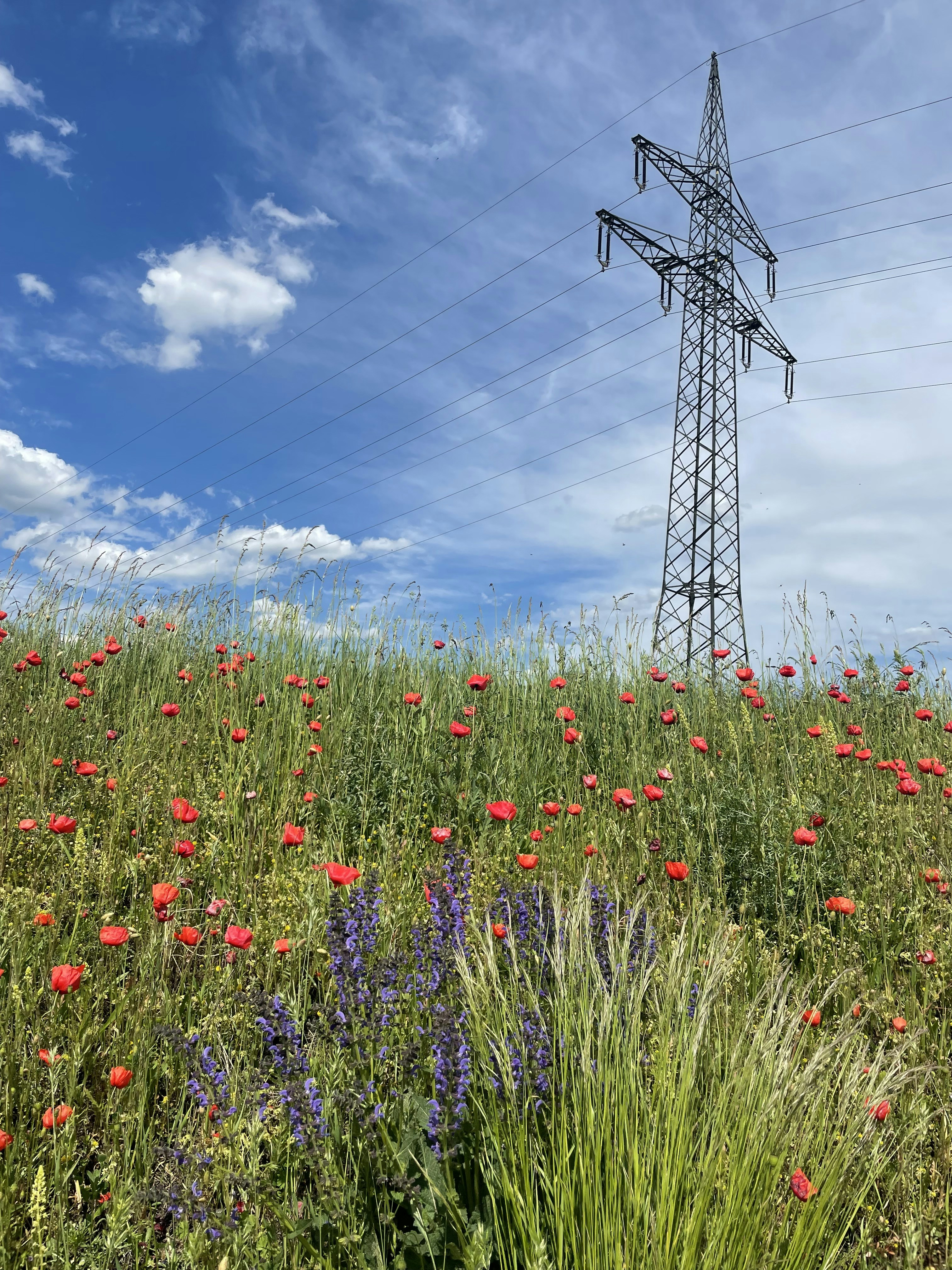 The Economics of Ecosystem Services (image credits: unsplash)