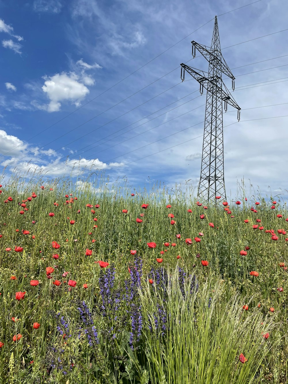 red flowers under blue sky during daytime