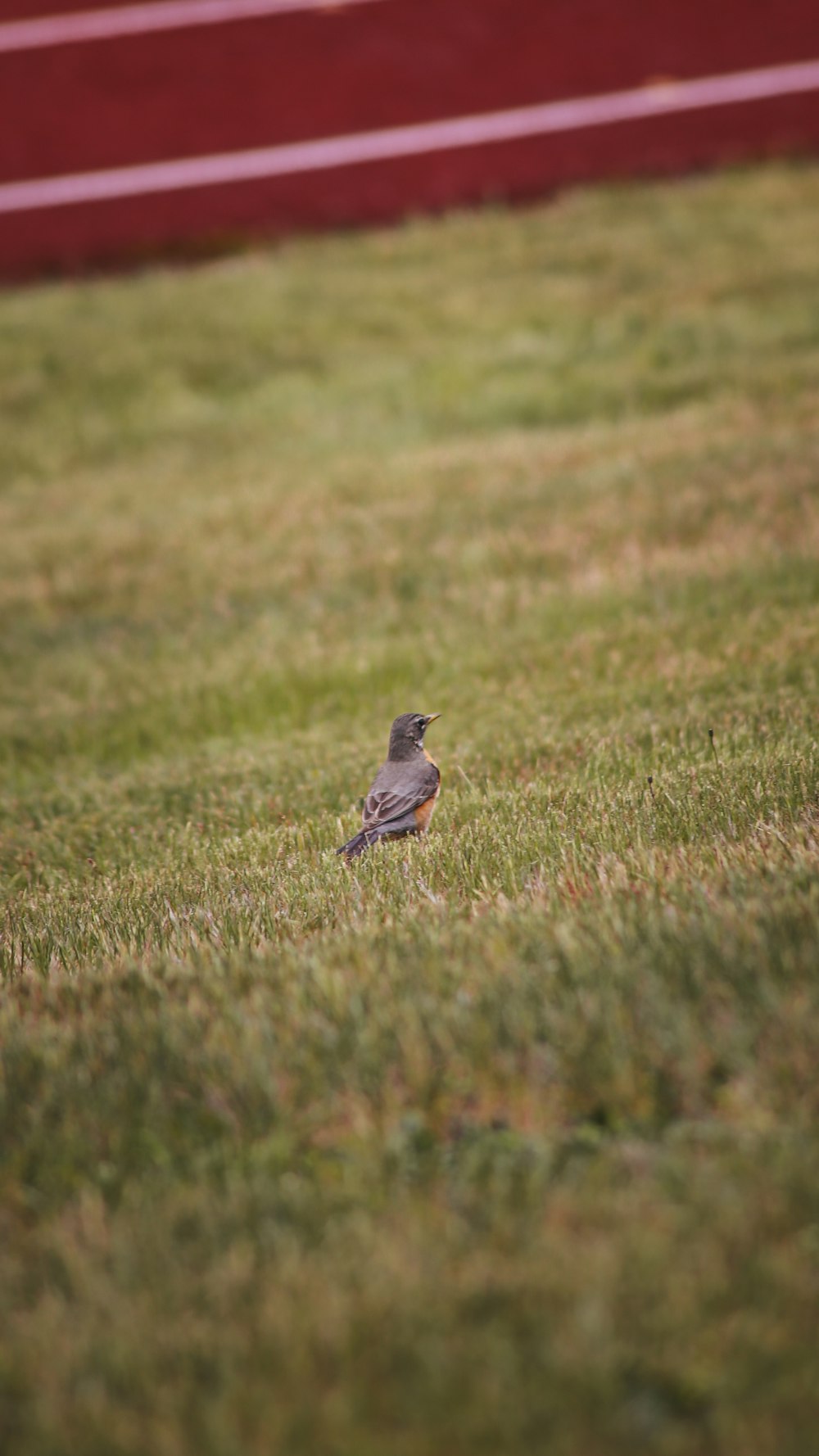 grey bird on green grass during daytime