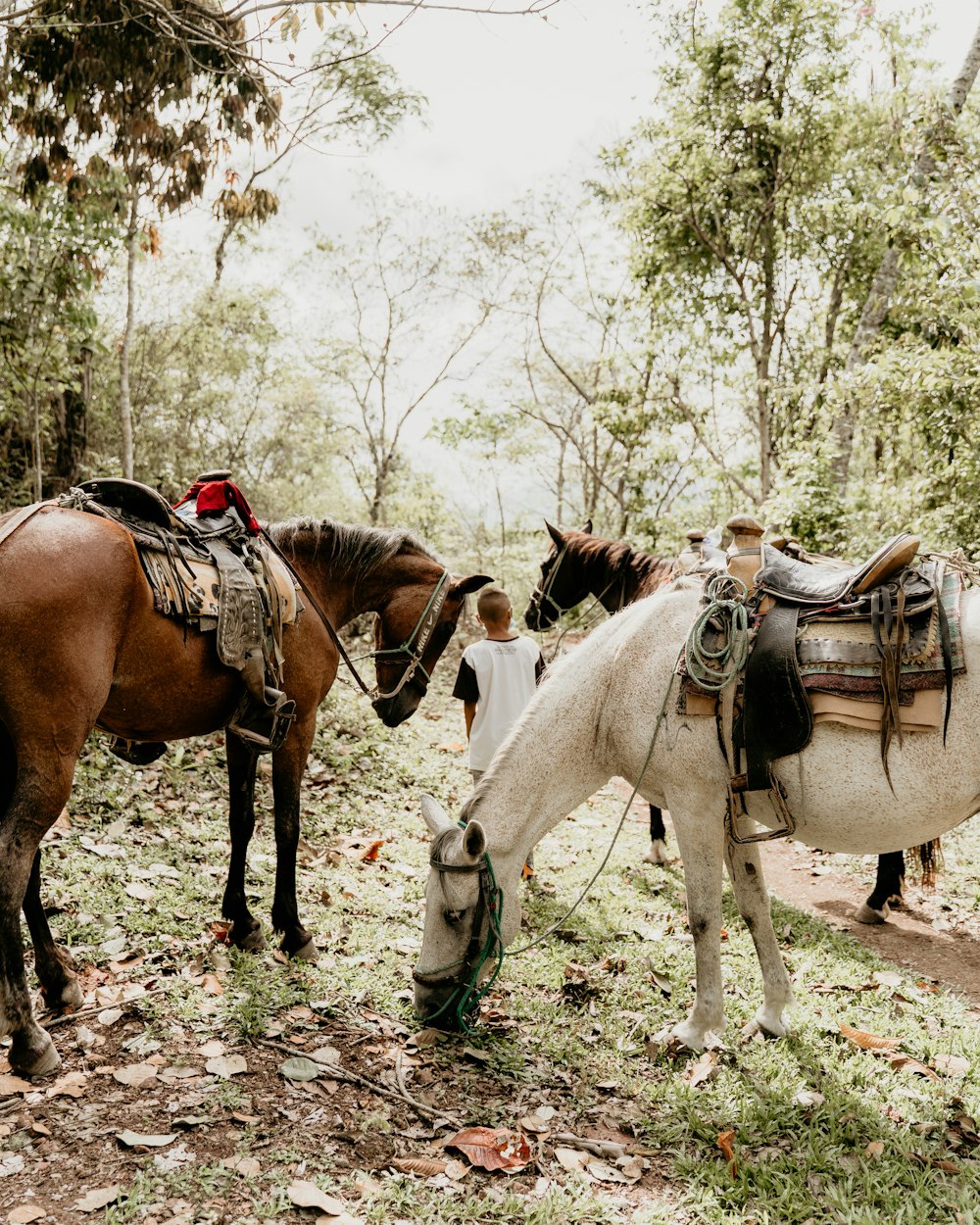 man in black jacket riding brown horse during daytime