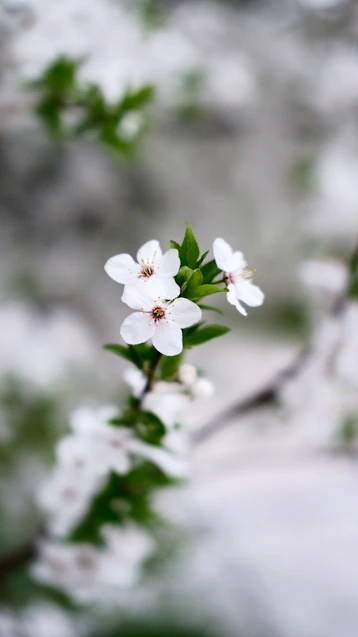 white cherry blossom in close up photography