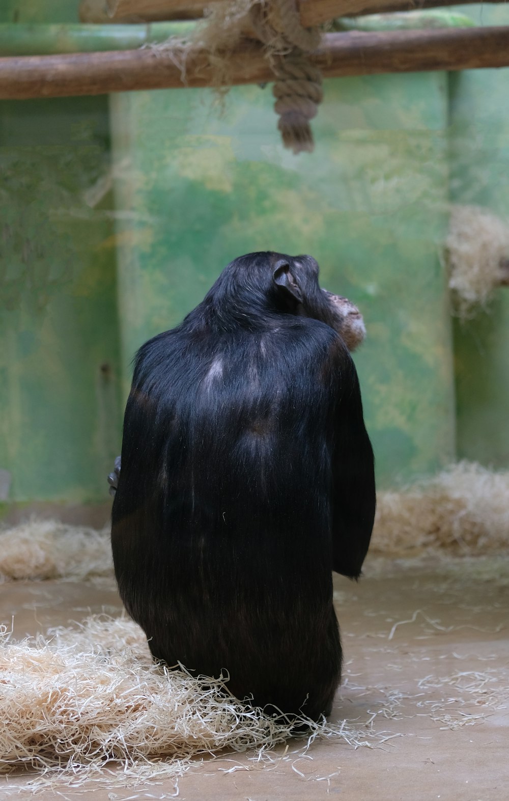 singe noir sur sable blanc