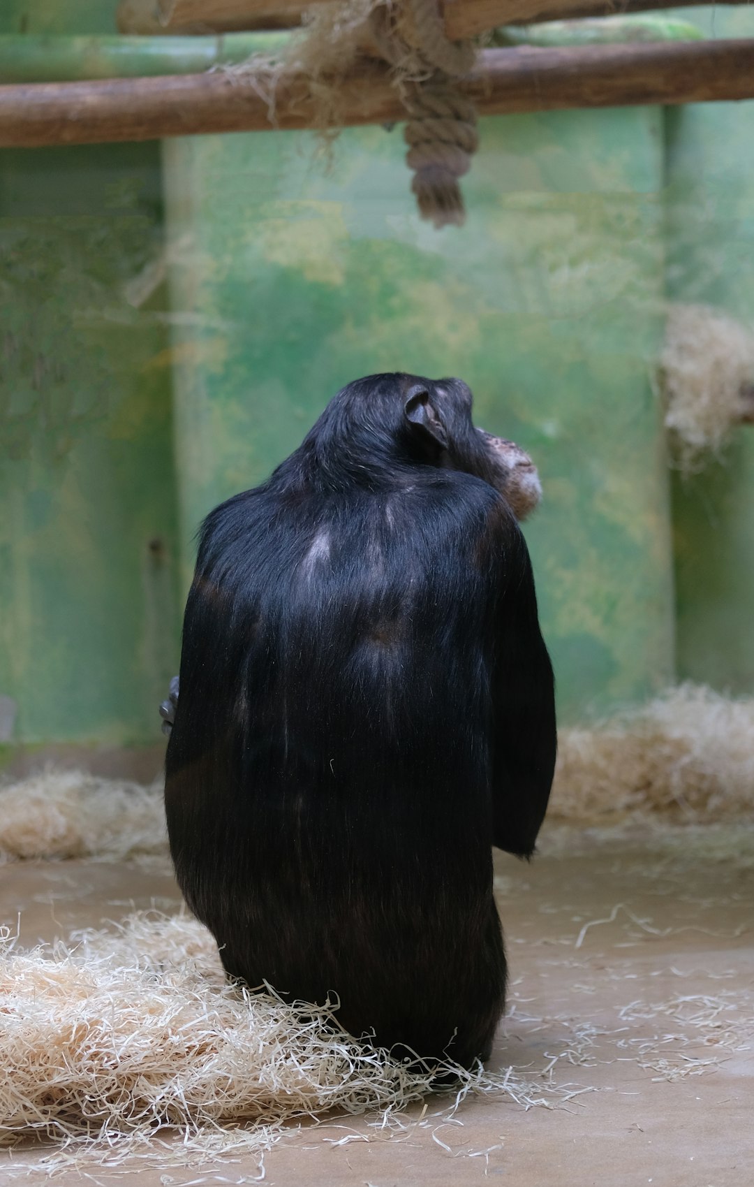  black monkey on white sand chimpanzee
