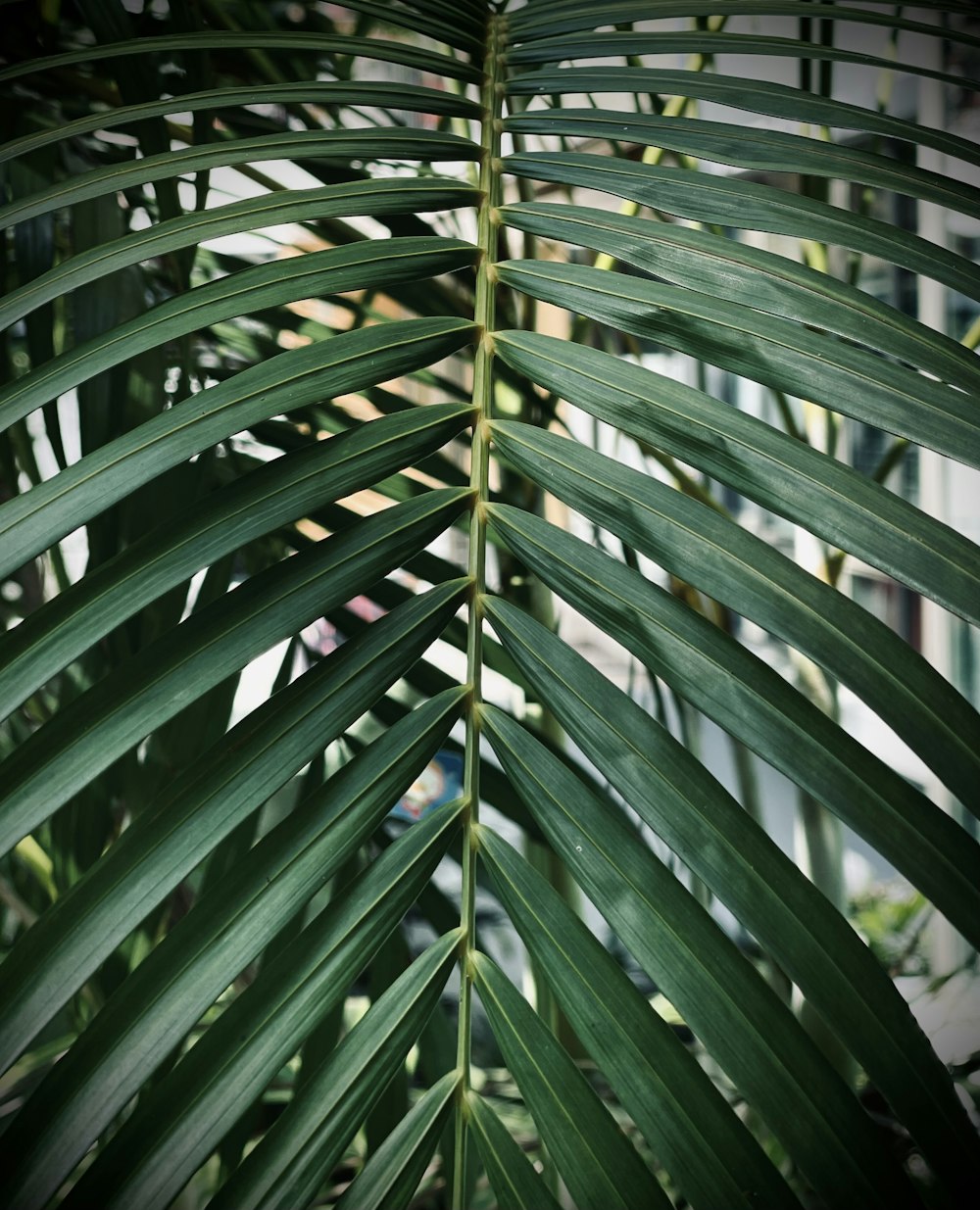 green leaf plant during daytime