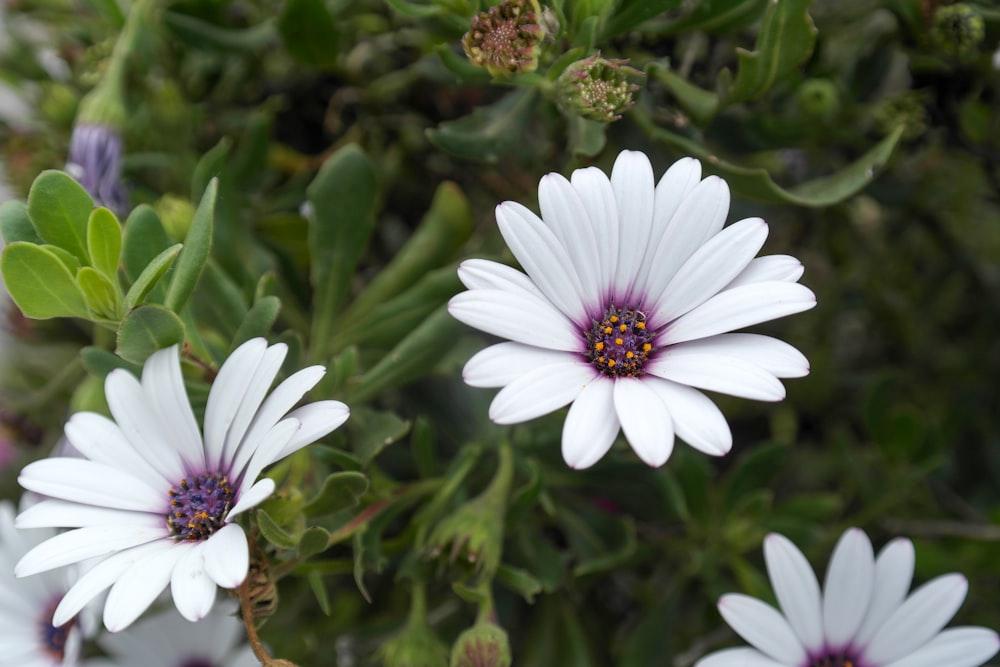 white flower with green leaves