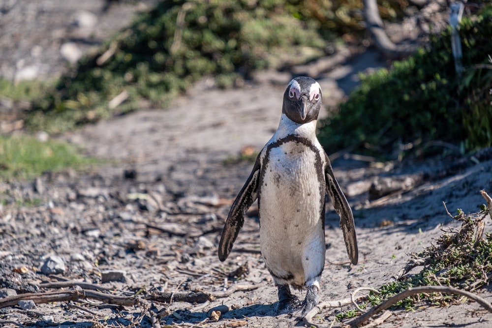 white and black penguin on brown ground during daytime