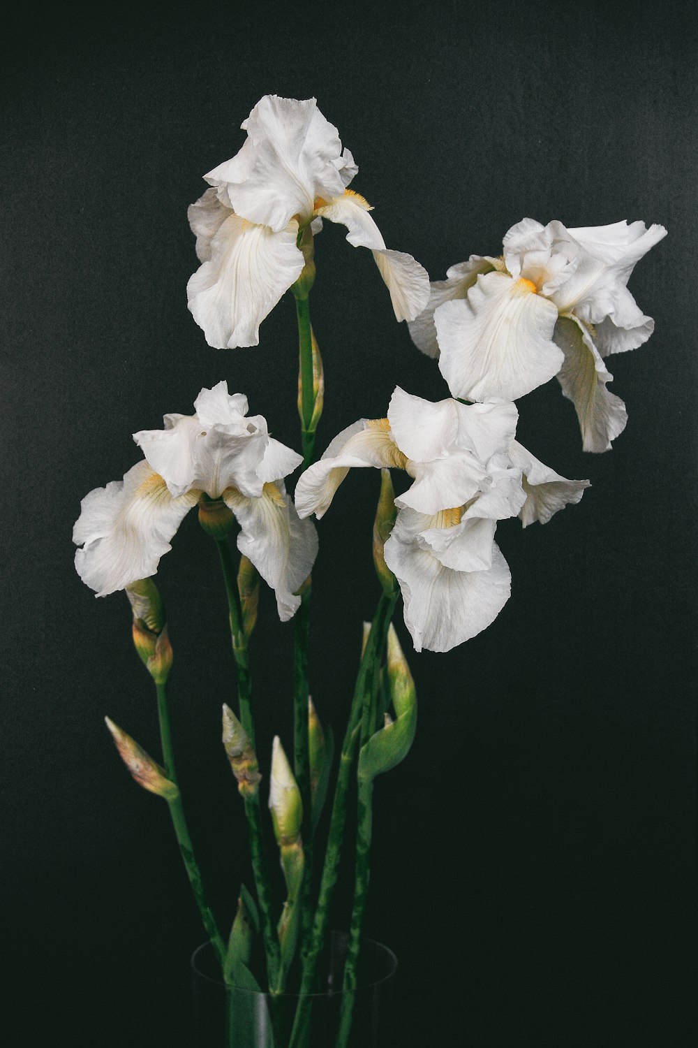 white flowers with green leaves