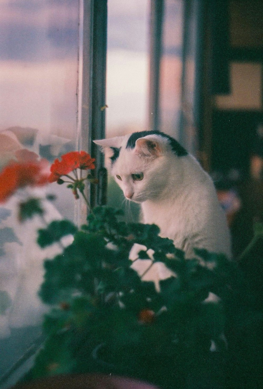 white and black cat on window