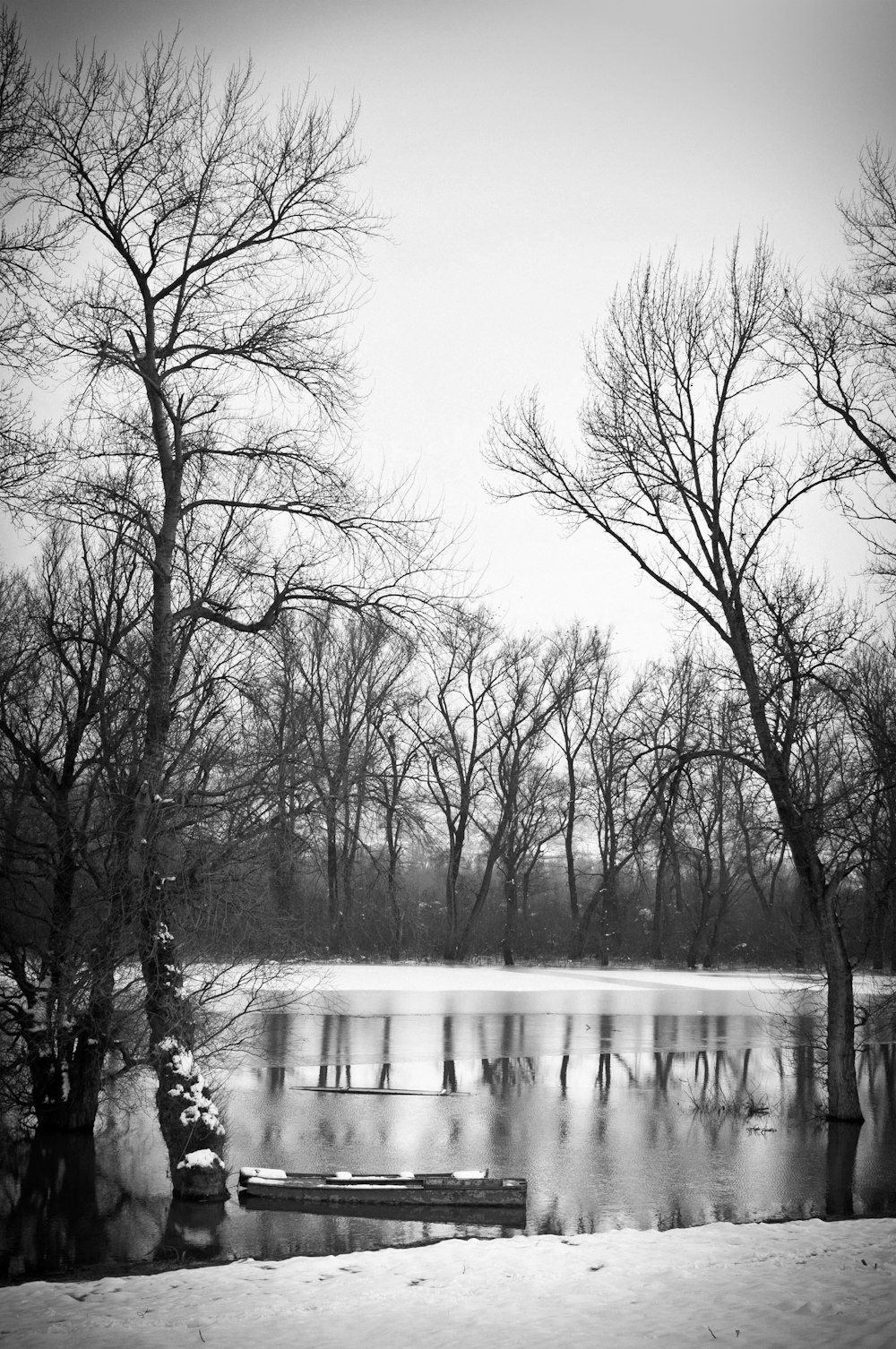 bare trees near body of water during daytime