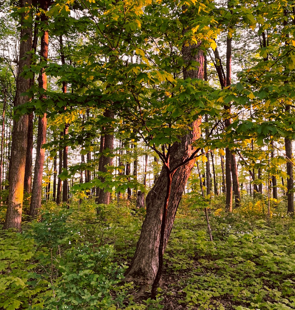 green and brown trees during daytime