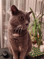 A gray cat with a focused expression is sitting indoors. The background includes a green plant and sheer curtains with floral patterns. There's a table with a green cloth featuring yellow dots, and other objects like a white mug and a mouse or similar item.