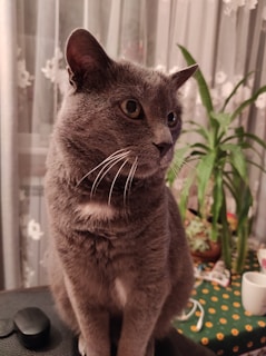 A gray cat with a focused expression is sitting indoors. The background includes a green plant and sheer curtains with floral patterns. There's a table with a green cloth featuring yellow dots, and other objects like a white mug and a mouse or similar item.