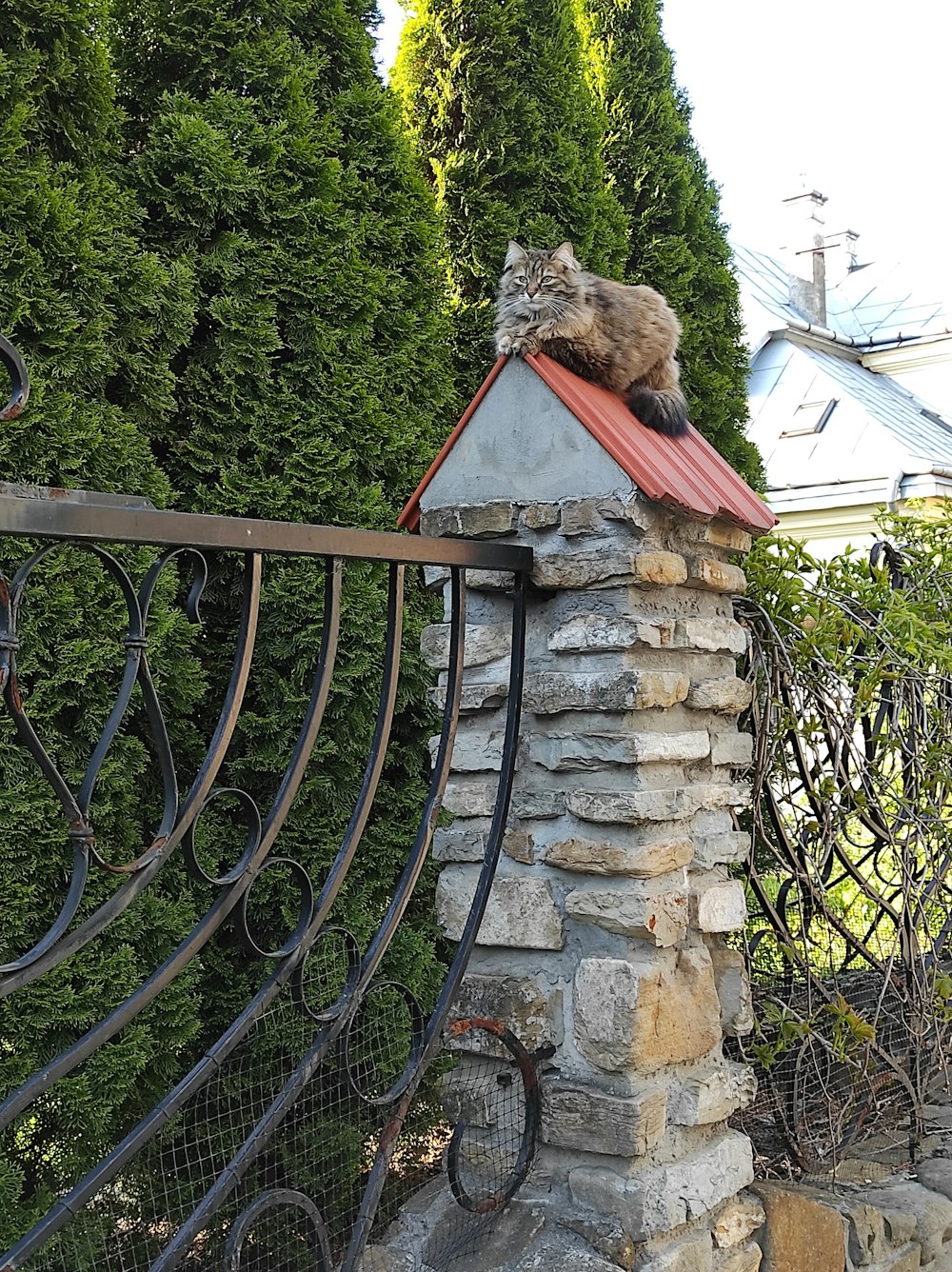 brown tabby cat on brown wooden roof