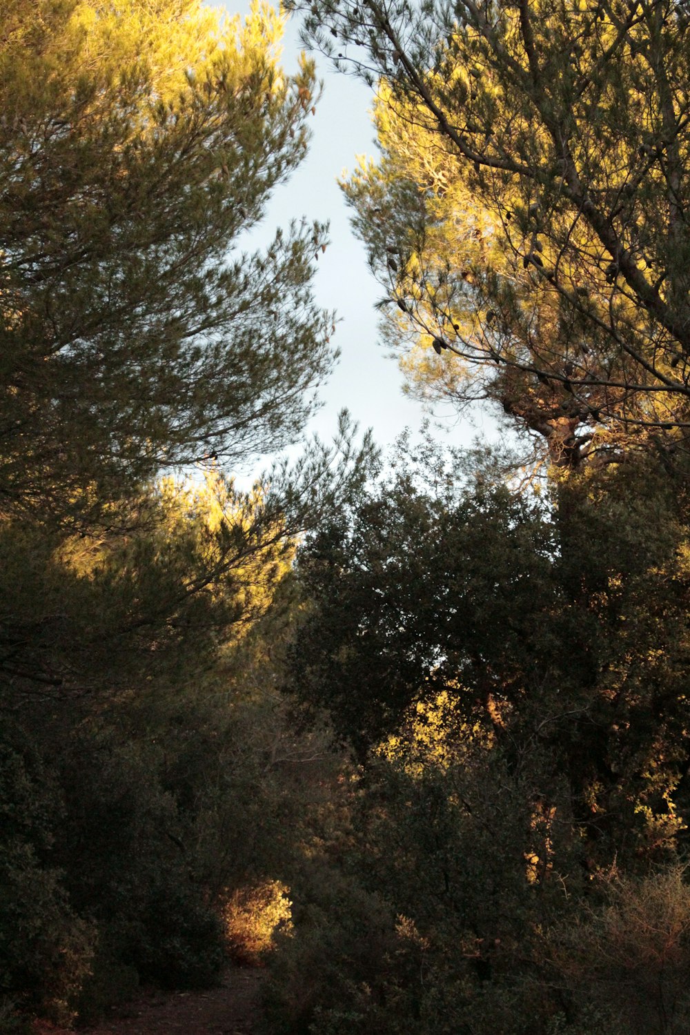 green and brown trees under white sky during daytime