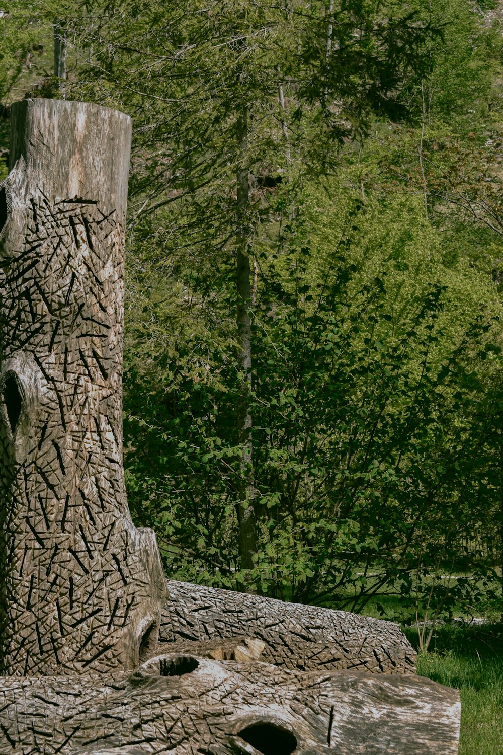 green trees on the forest during daytime