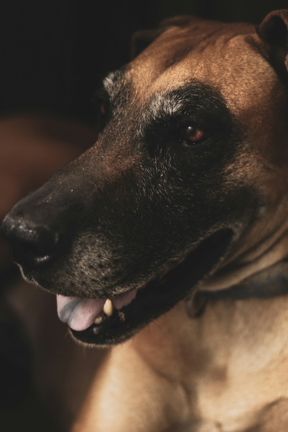 brown and black short coated dog