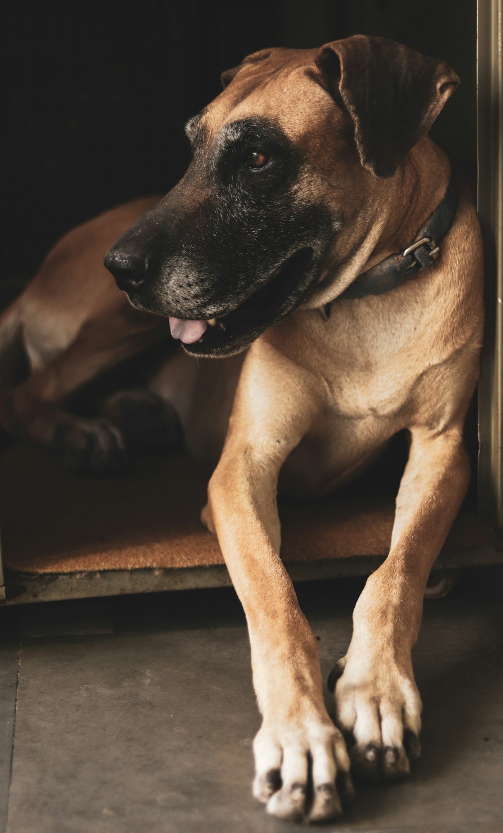 brown short coated dog lying on brown wooden floor