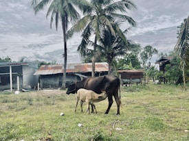 A rural scene featuring a cow and calf standing on grassy terrain. They are surrounded by tall palm trees and several rustic, tin-roofed buildings. The sky is overcast, giving the area a subdued and serene atmosphere.