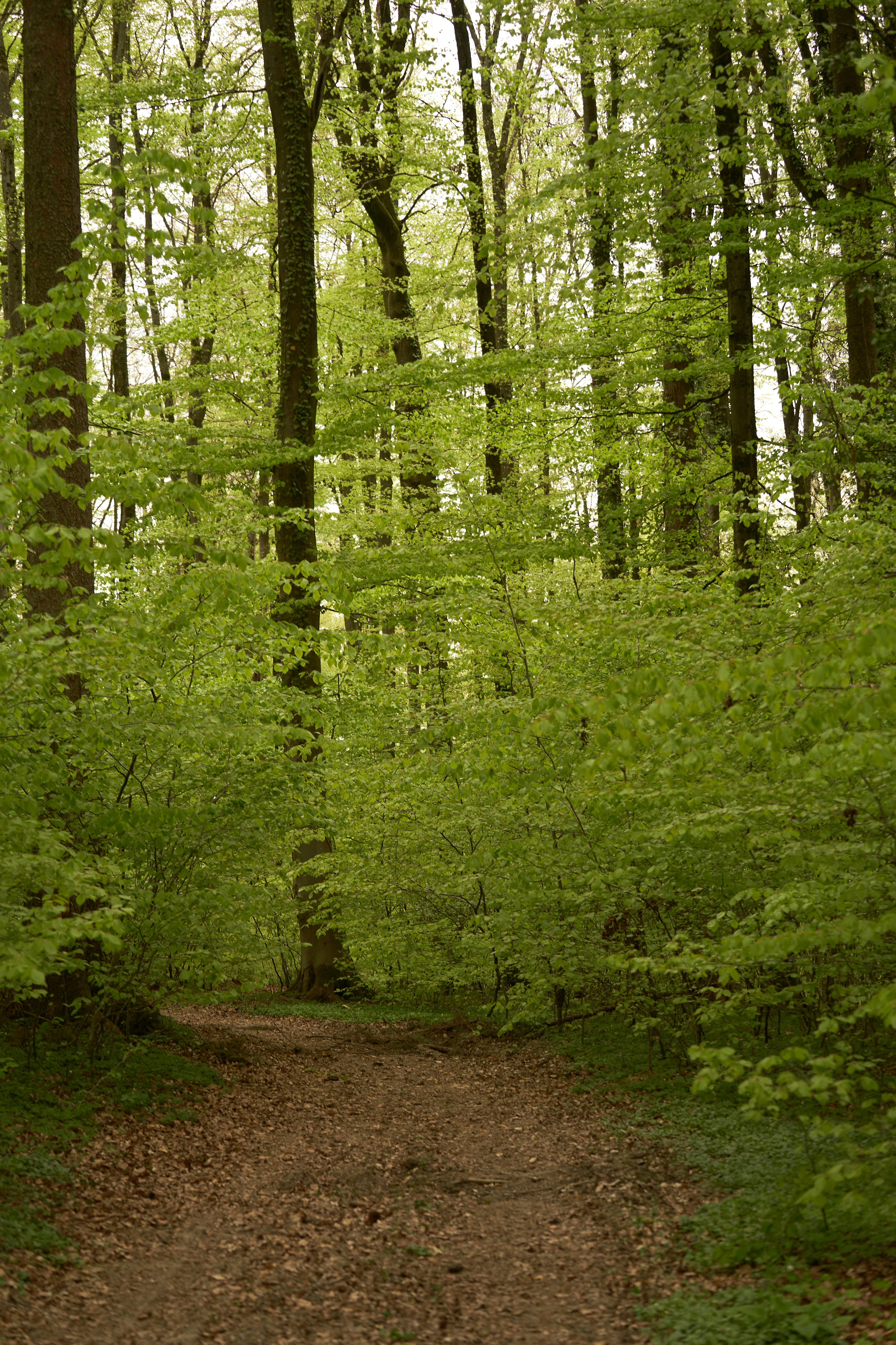 Photo by wolfgang_hasselmann