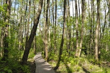 brown wooden pathway in the middle of green trees