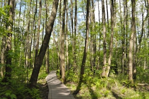 brown wooden pathway in the middle of green trees