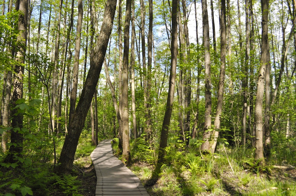 caminho de madeira marrom no meio de árvores verdes