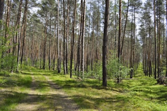 green grass field with trees