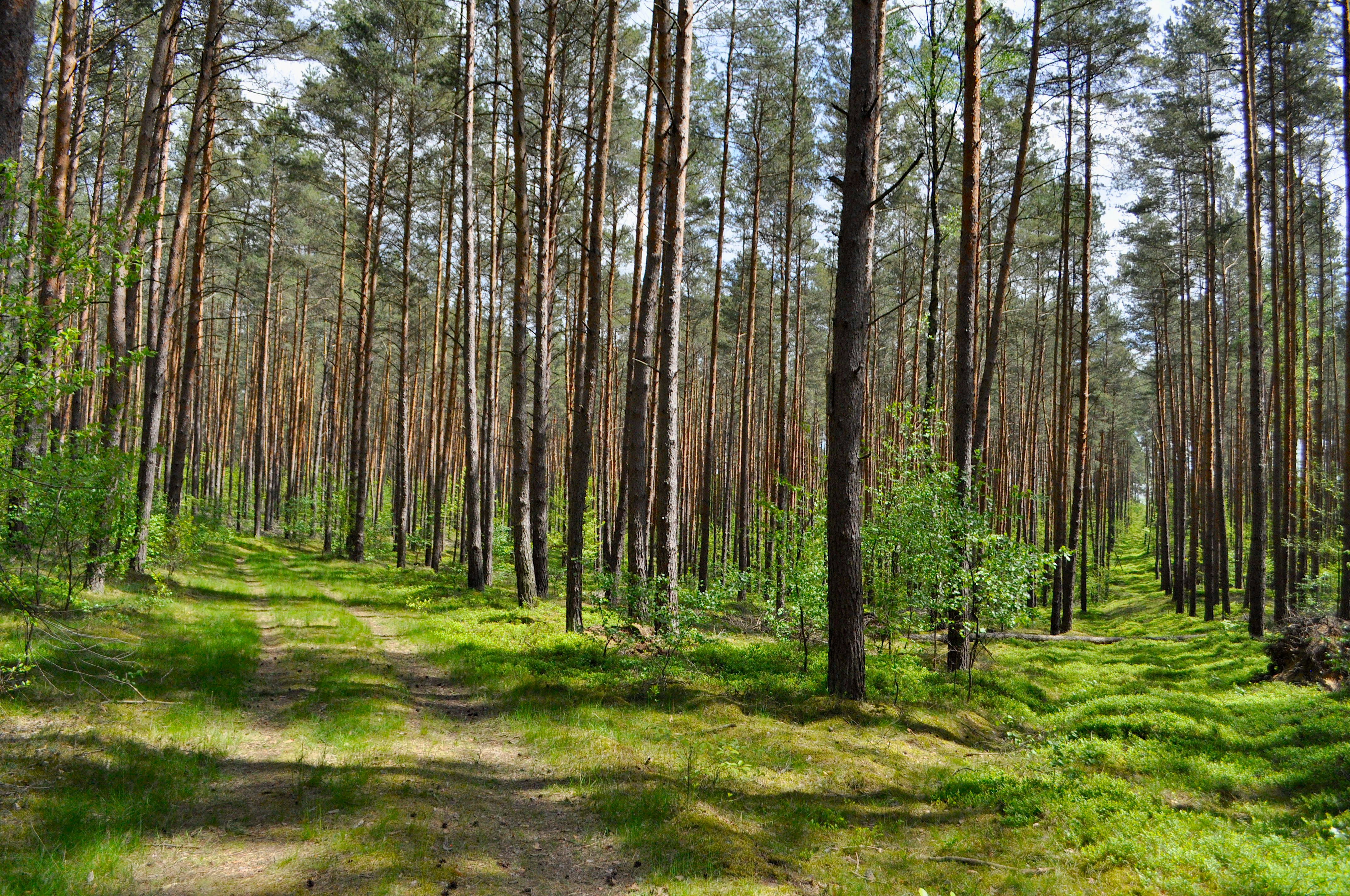 Paths through forest near Lehnitz near Berlin Brandenburg