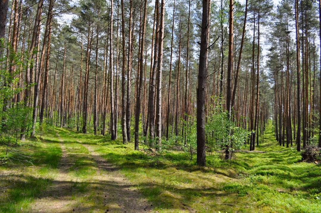 Nachhaltige Forstwirtschaft als Weg zum Waldschutz