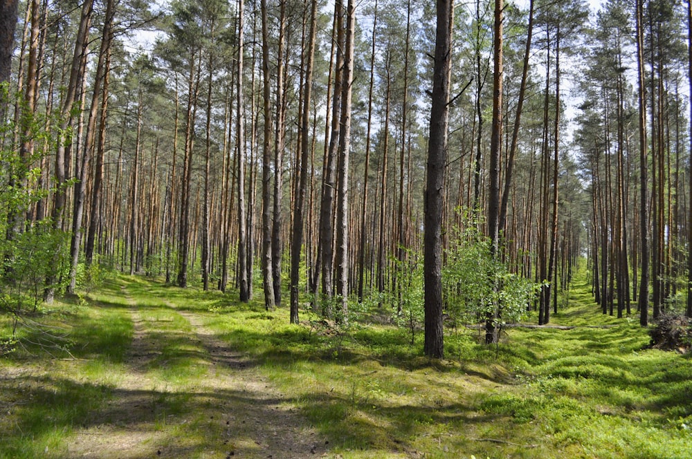 Campo de hierba verde con árboles