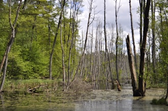 brown trees on river bank during daytime