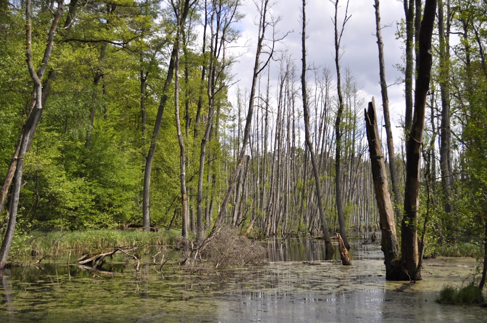 brown trees on river bank during daytime