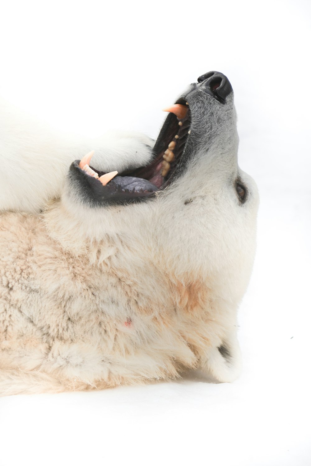 Chien blanc à poil court aux yeux noirs