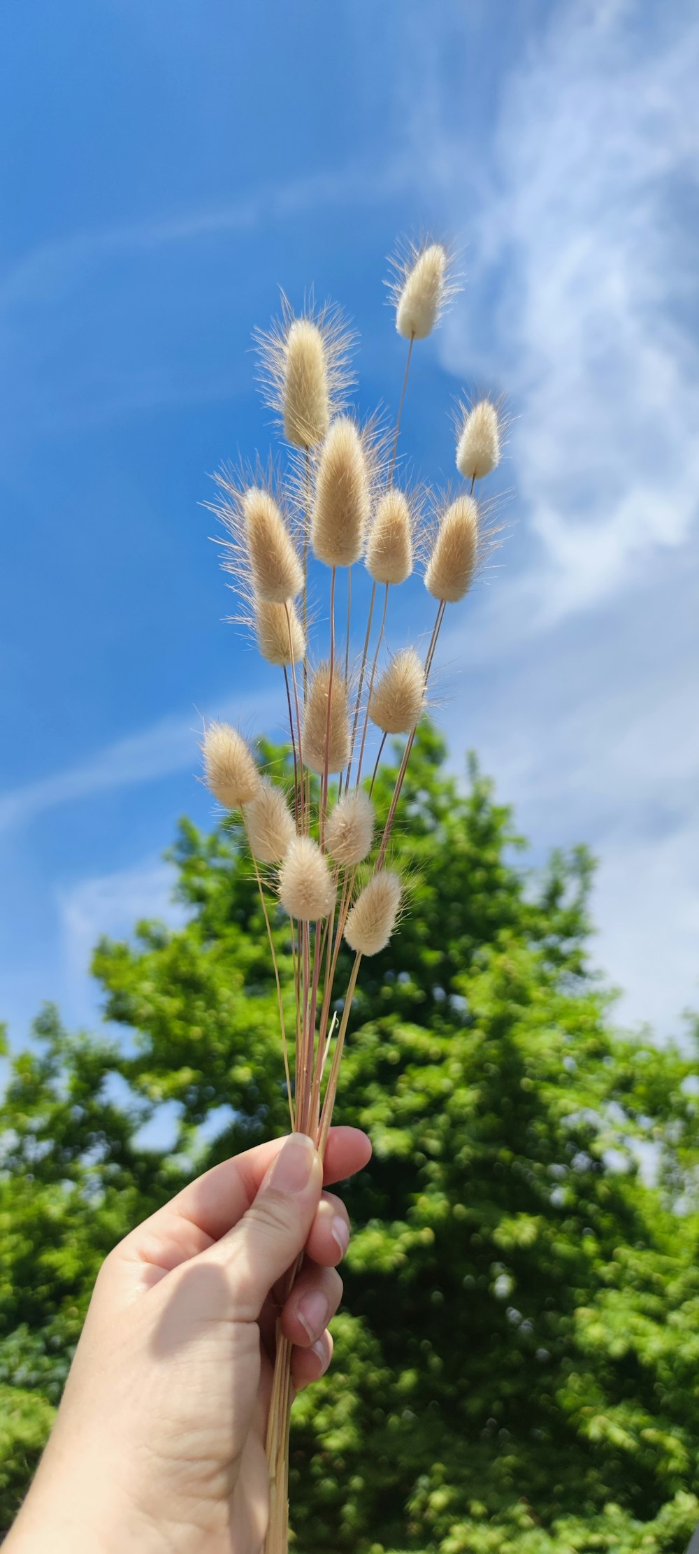 brown wheat under blue sky during daytime