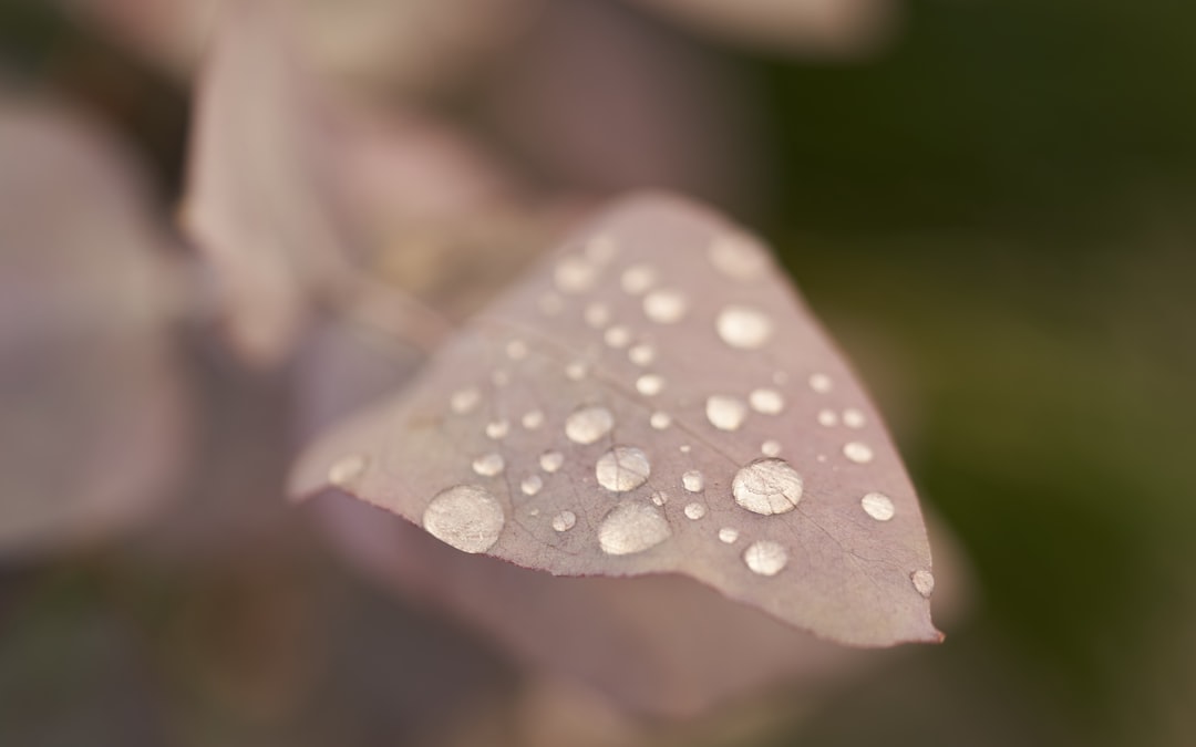 water droplets on white leaf