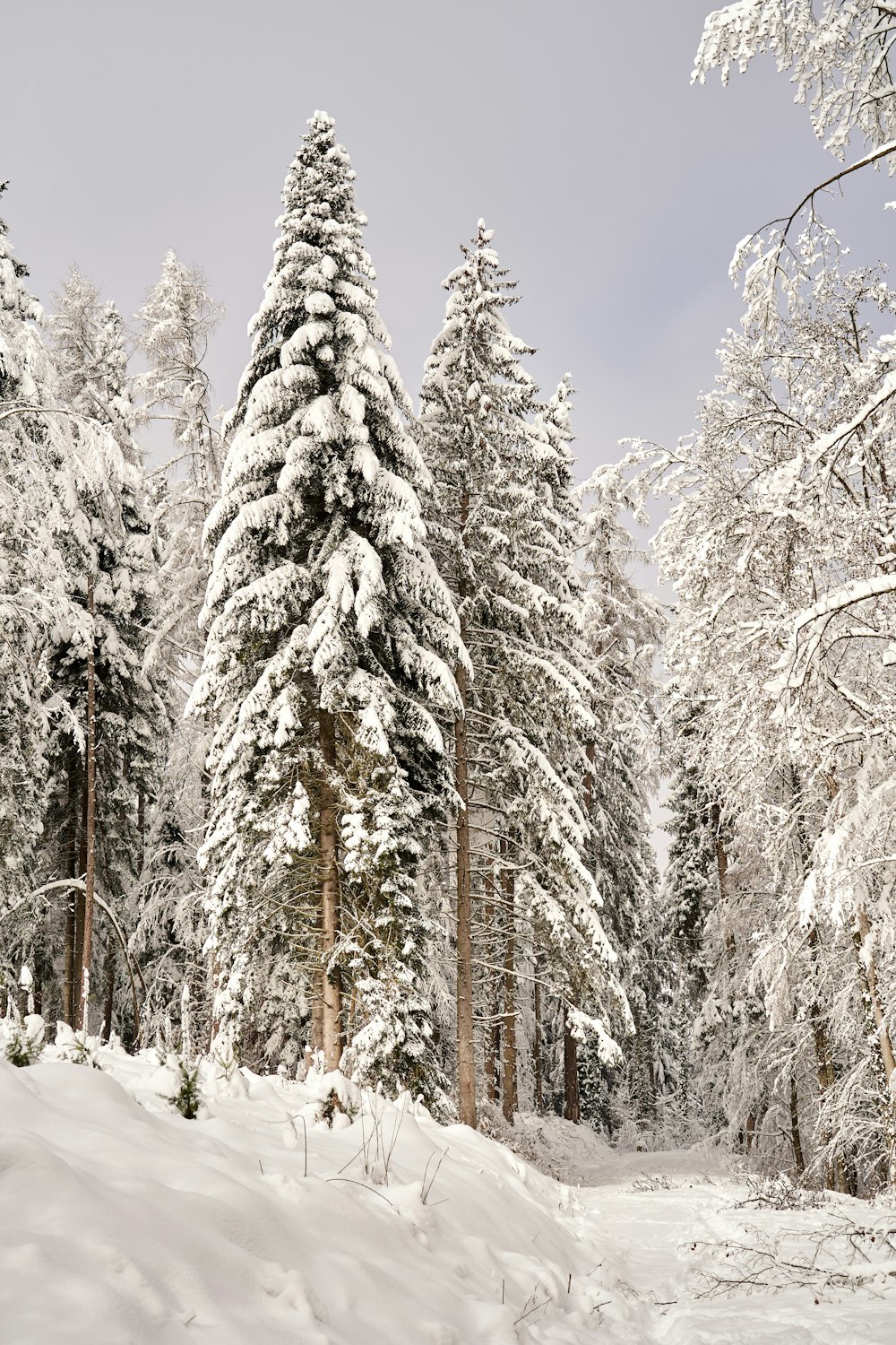 snow covered pine trees during daytime