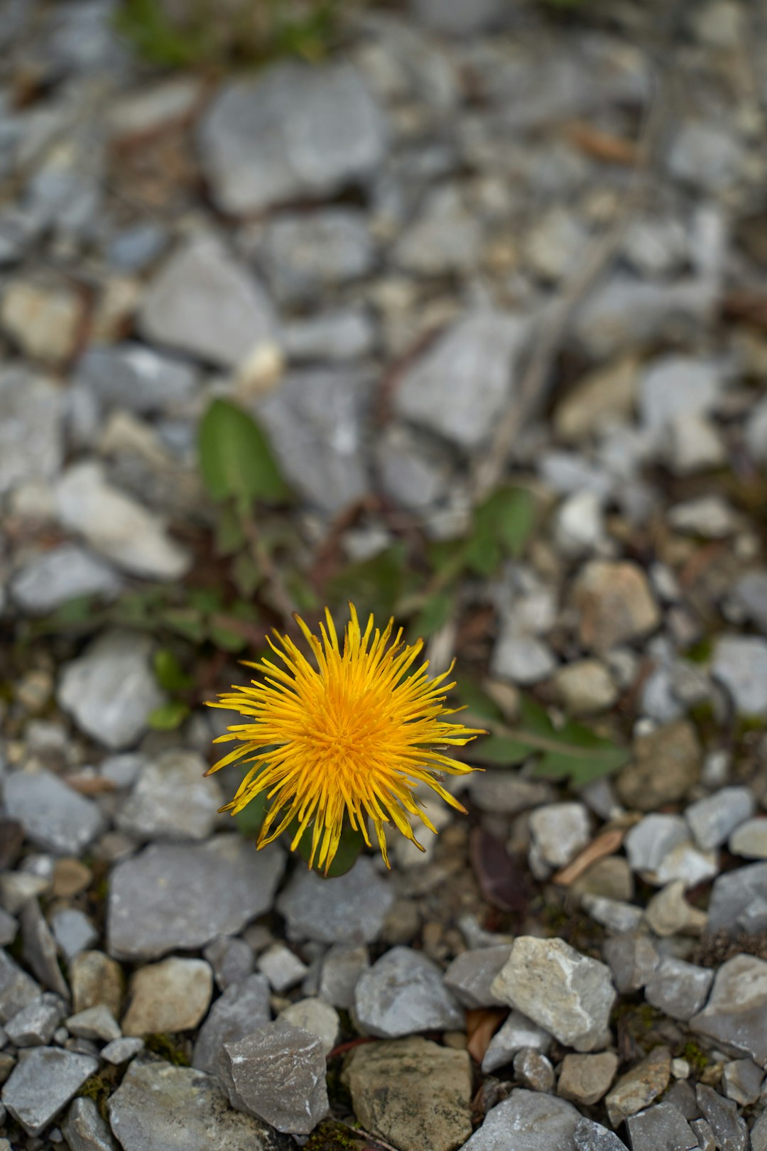 yellow dandelion in close up photography