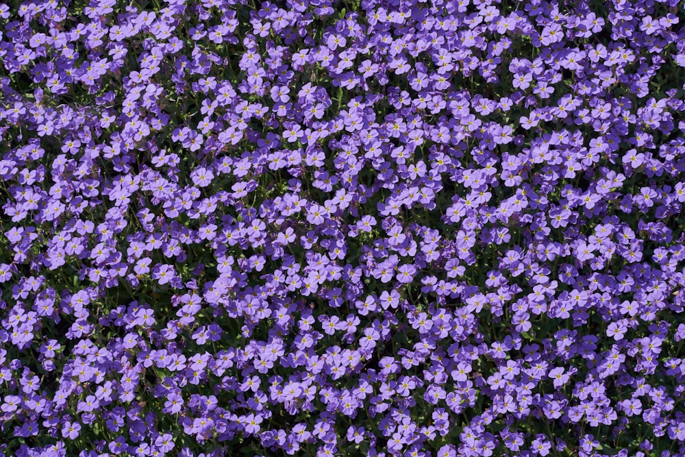 purple and white flower field