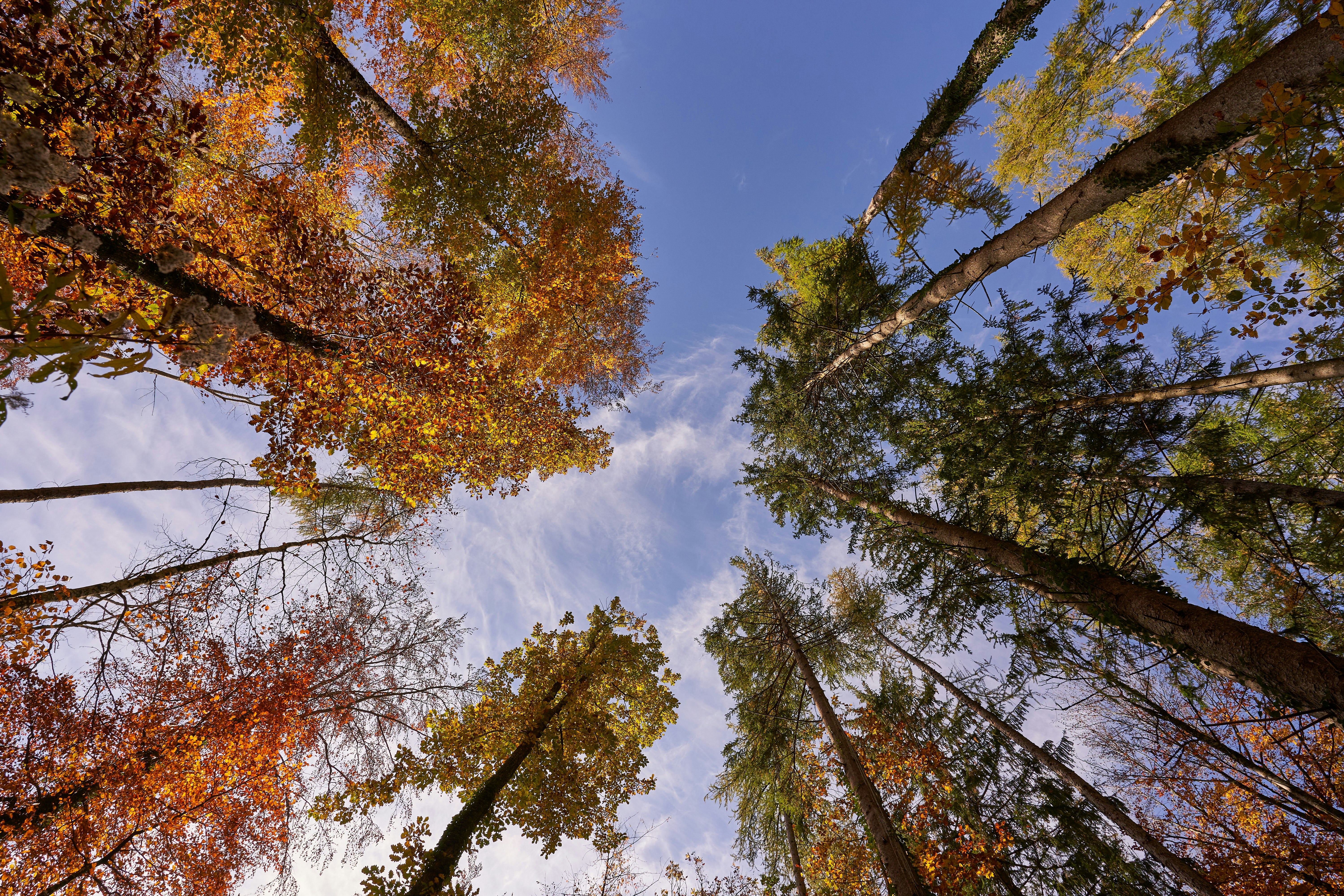 Photo by wolfgang_hasselmann