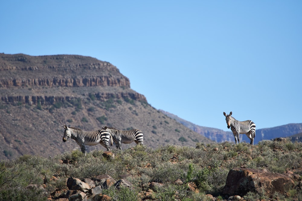 zebra standing on brown grass field during daytime