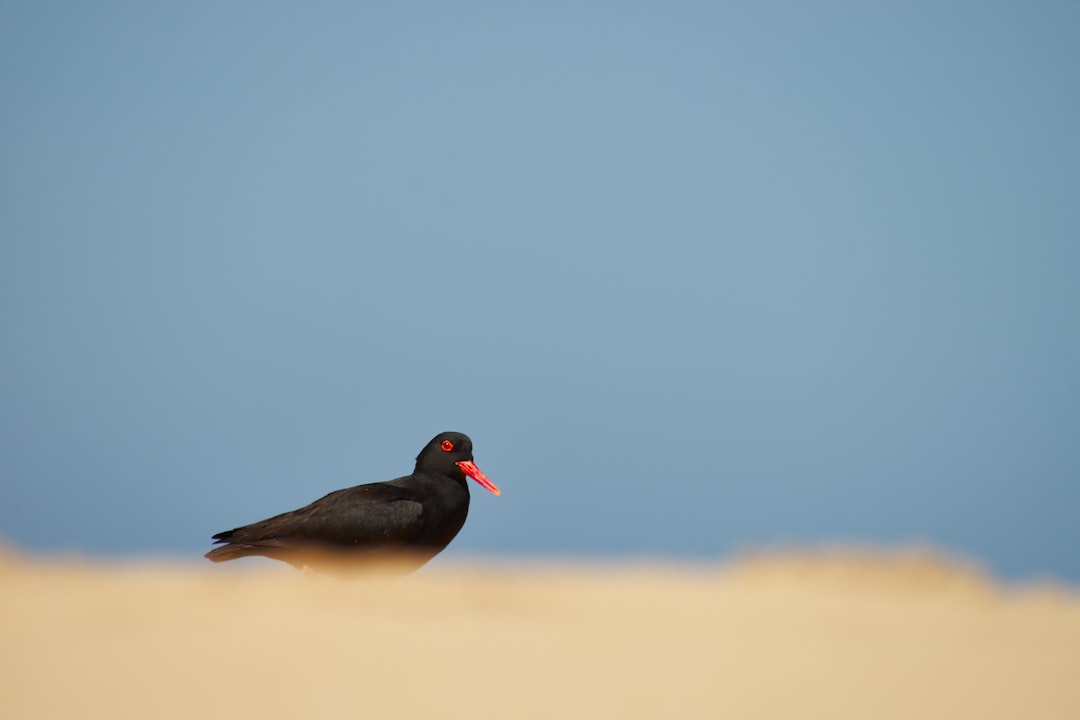 black bird flying during daytime