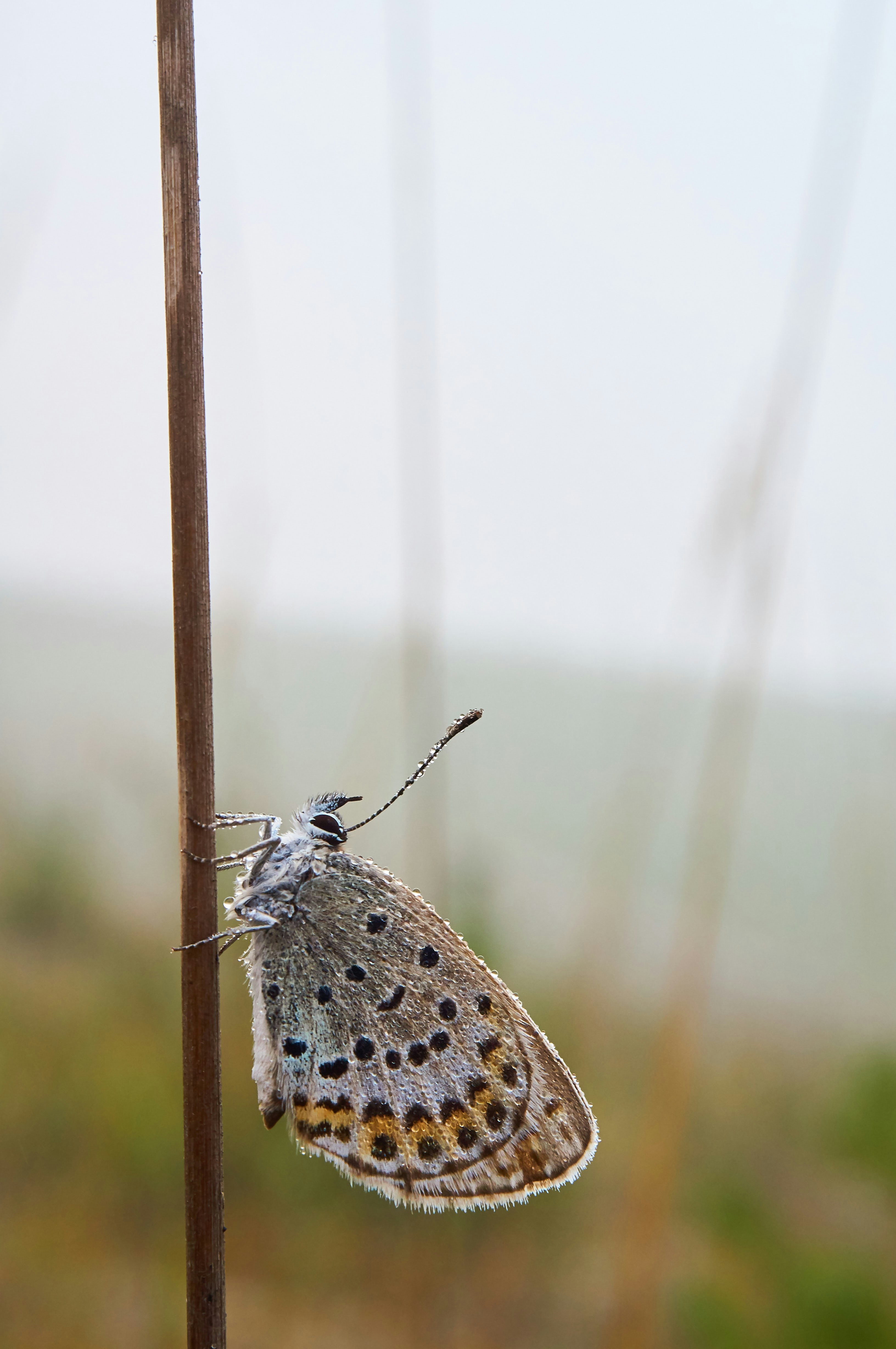 Photo by wolfgang_hasselmann