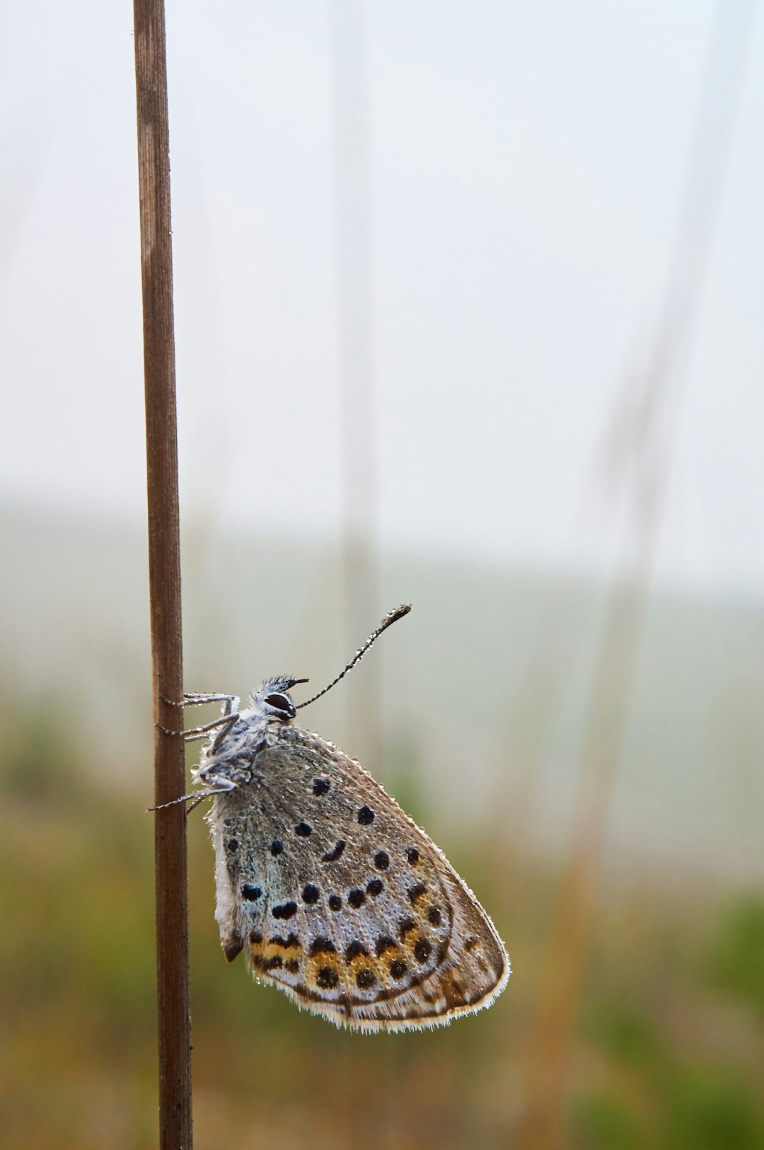 brown and white butterfly on brown stick