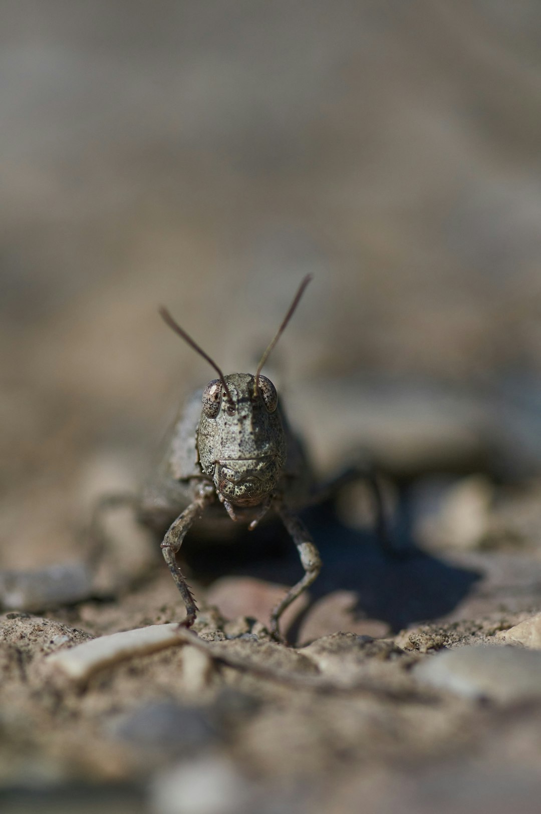 brown grasshopper on gray ground in close up photography during daytime